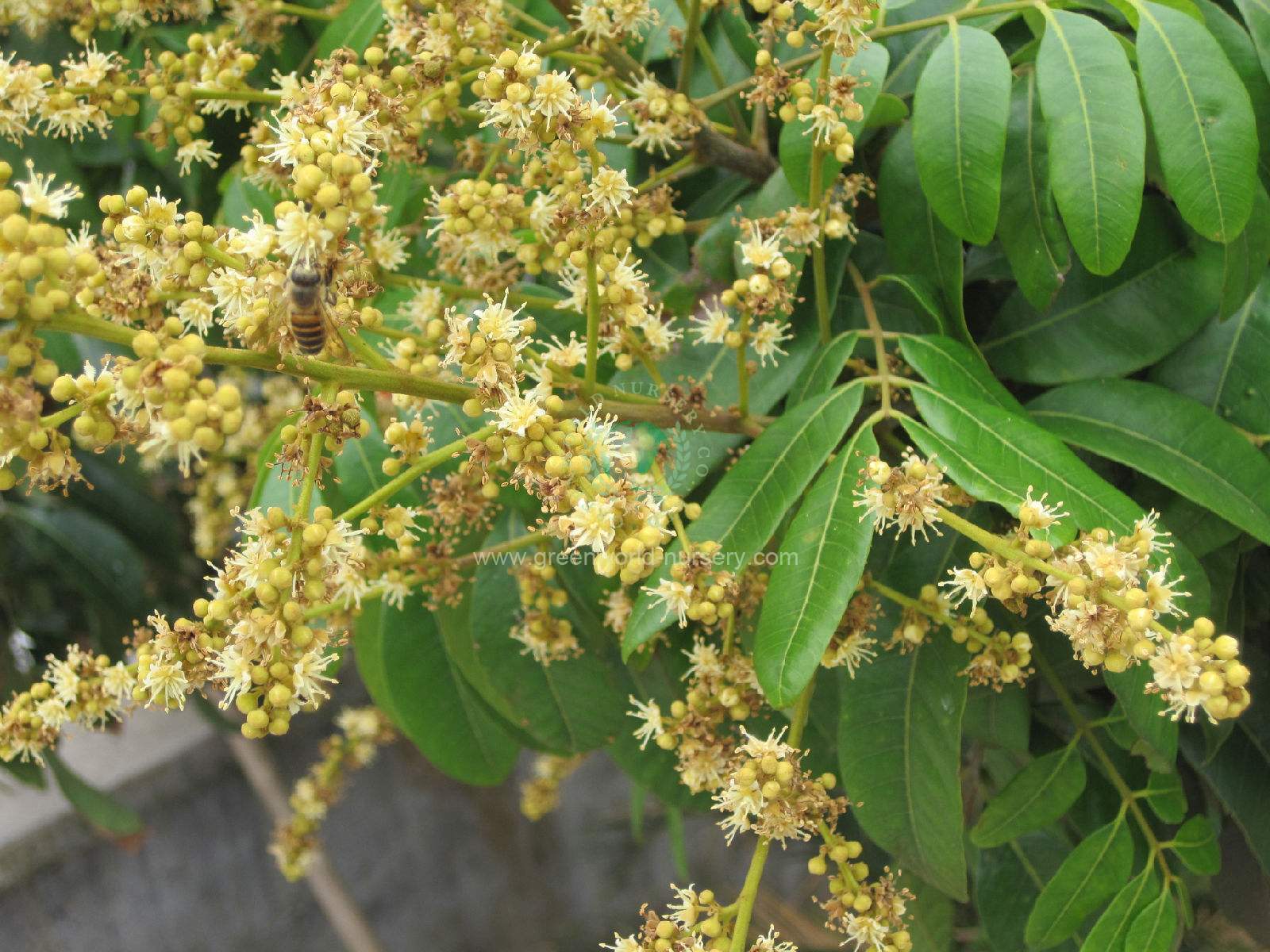 Euphoria Longan Euphoria Longan