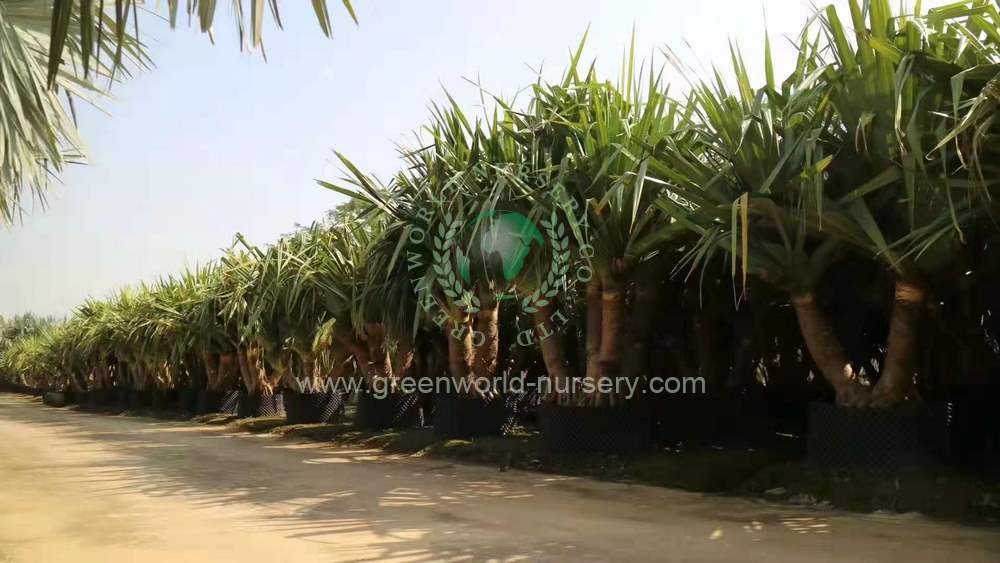 Pandanus Utilis Pandanus Utilis