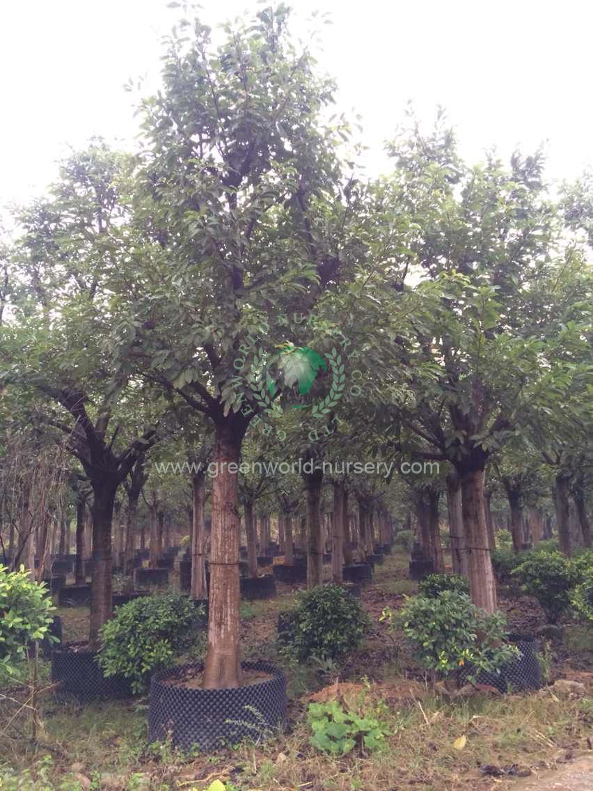 Ficus Infectoria
