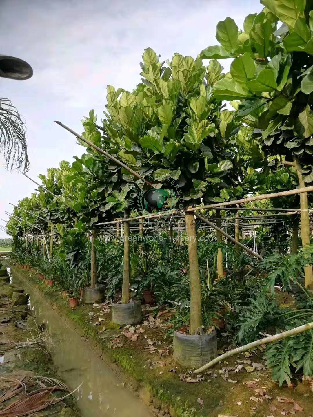 Ficus Lyrata