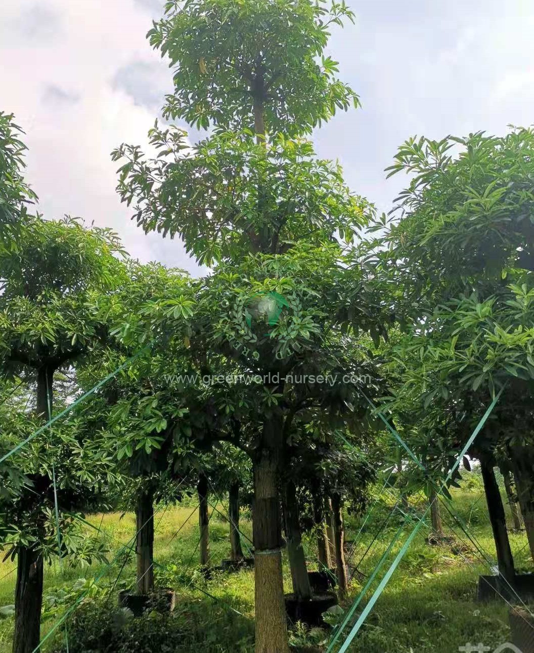 Alstonia Scholaris Alstonia Scholaris