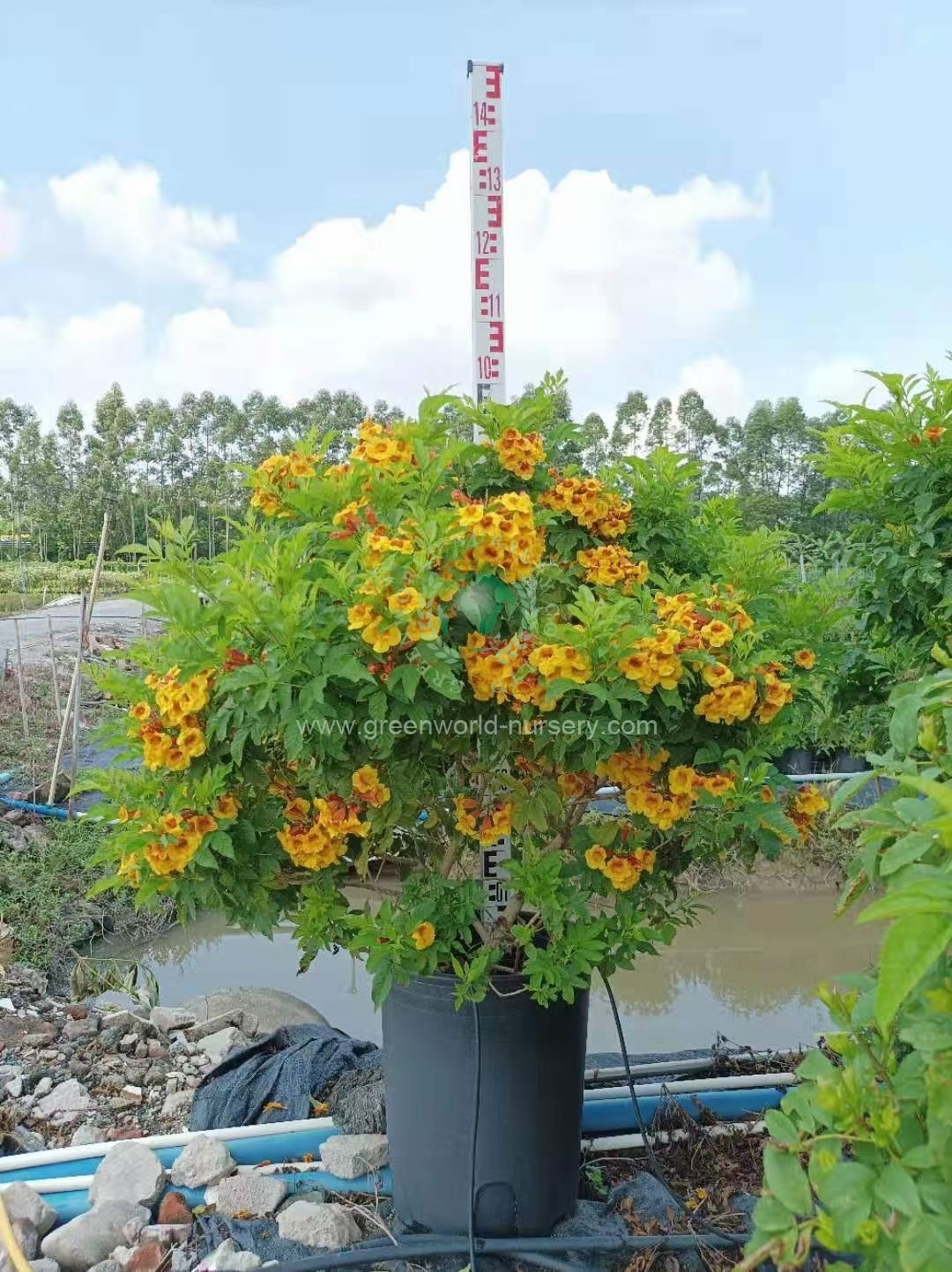 黄花风铃木