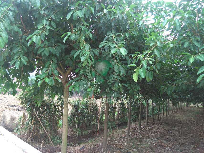Ficus Benghalensis