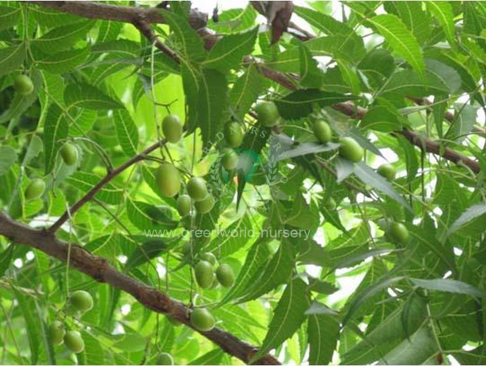 Azadirachta Indica