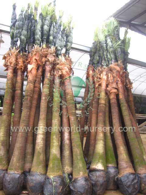 Livistona Chinensis Livistona Chinensis