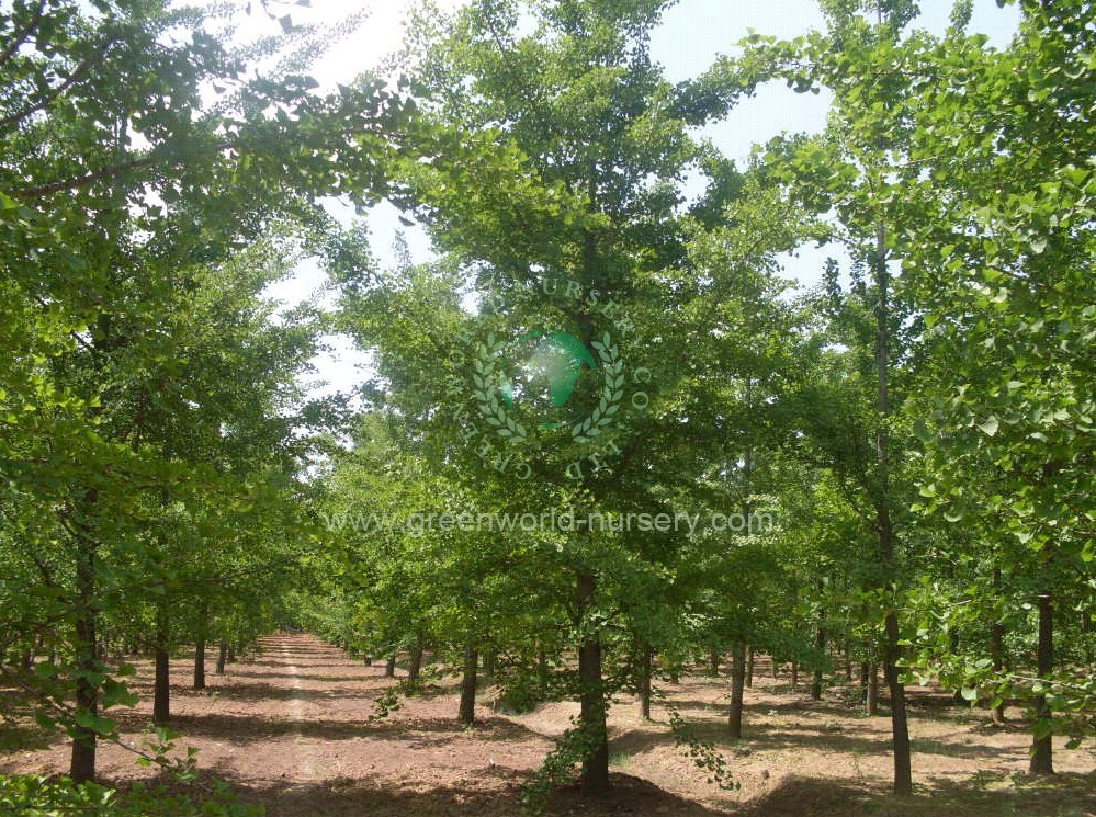 Ginkgo Biloba Ginkgo Biloba