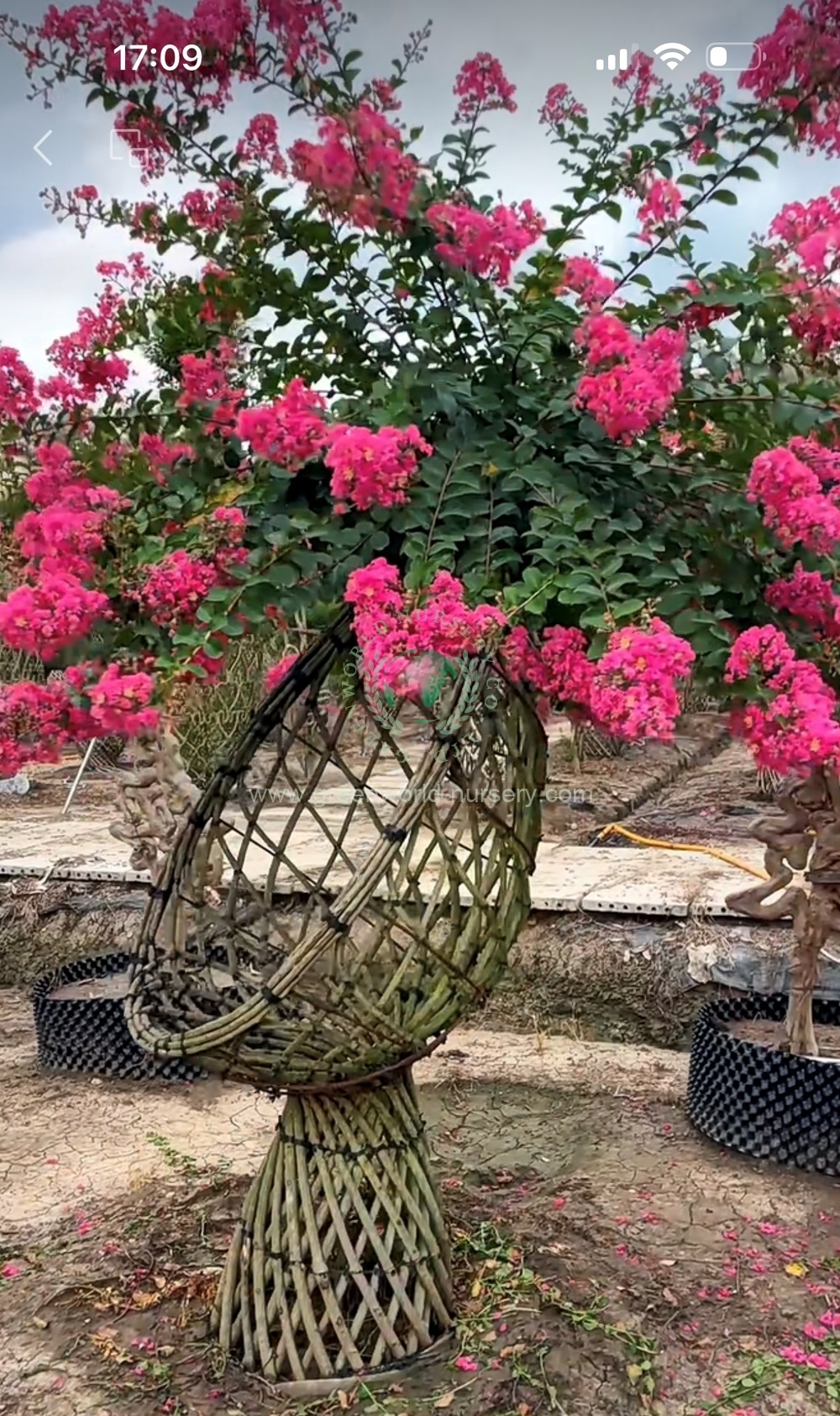 Lagerstroemia Indica Shapes Lagerstroemia Indica Shapes