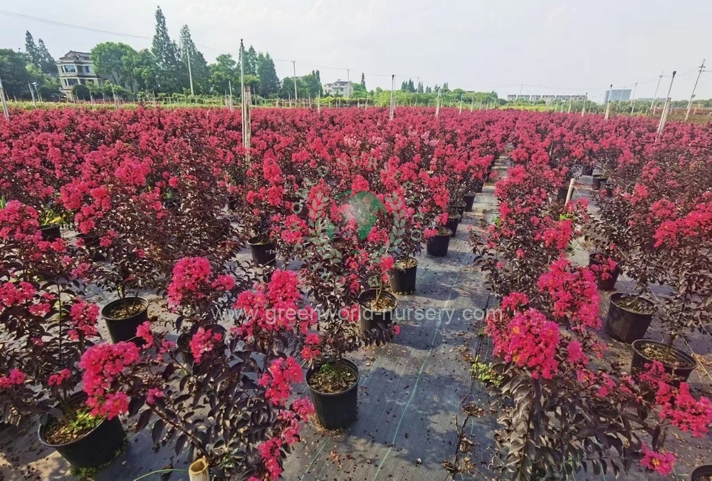 Lagerstroemia Indica Lagerstroemia Indica