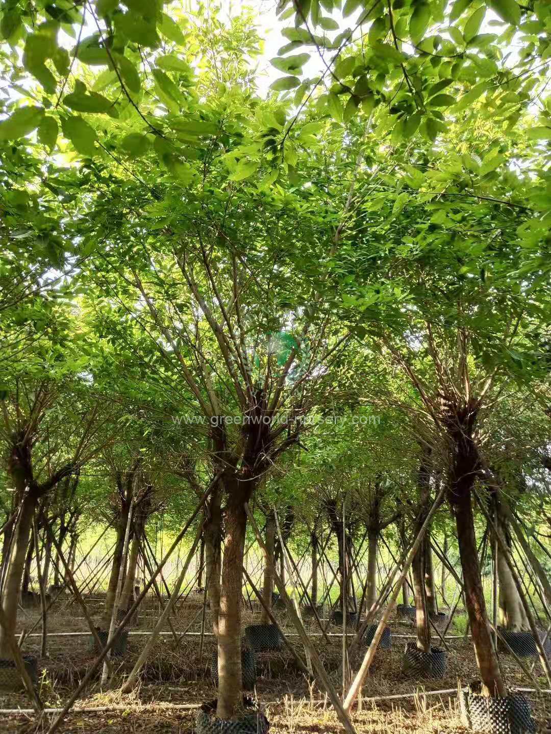 Ficus Infectoria