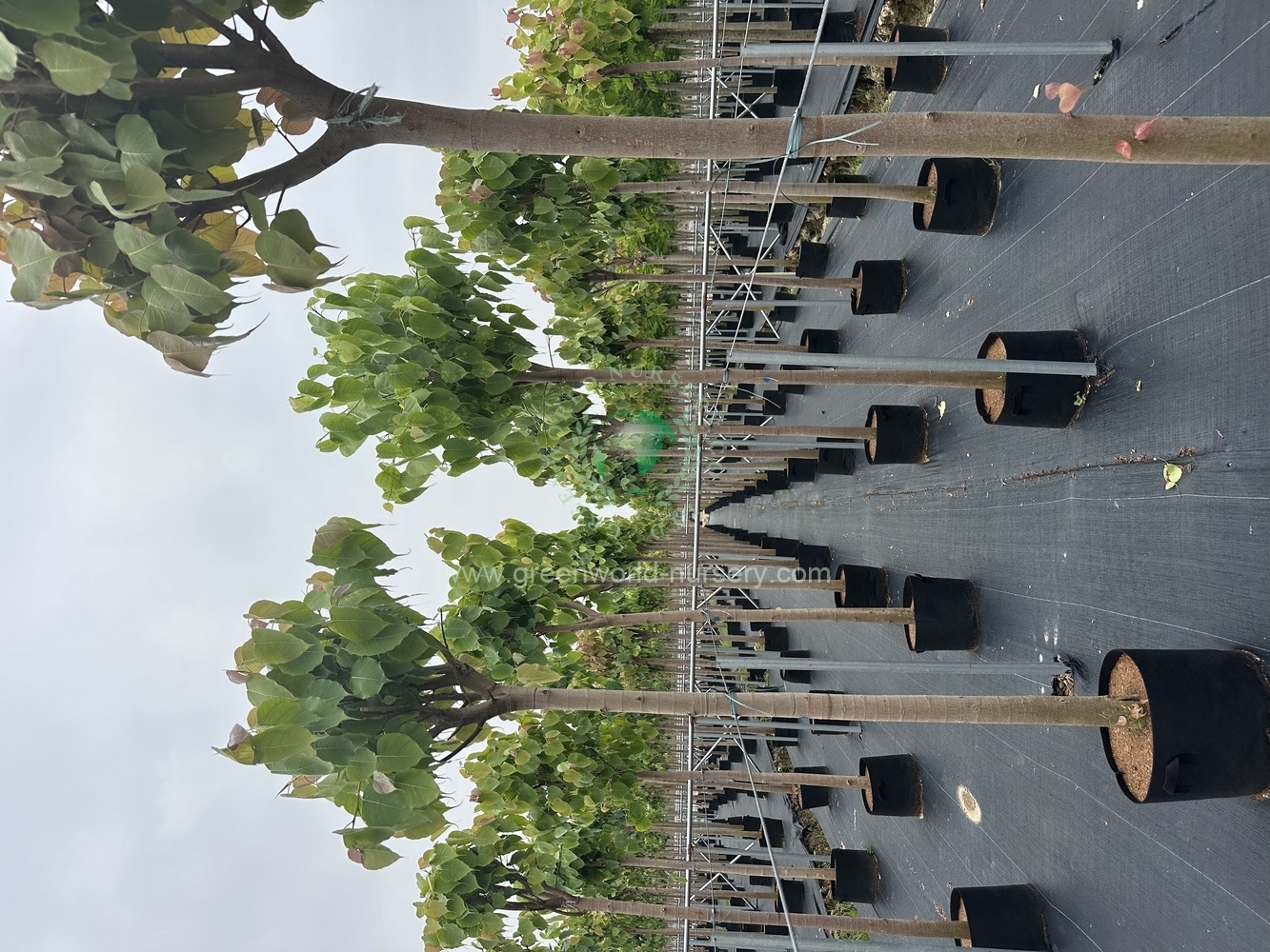 Ficus Religiosa Ficus Religiosa
