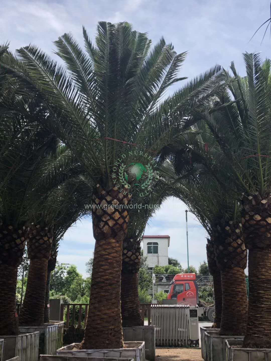 Phoenix Canariensis Phoenix Canariensis