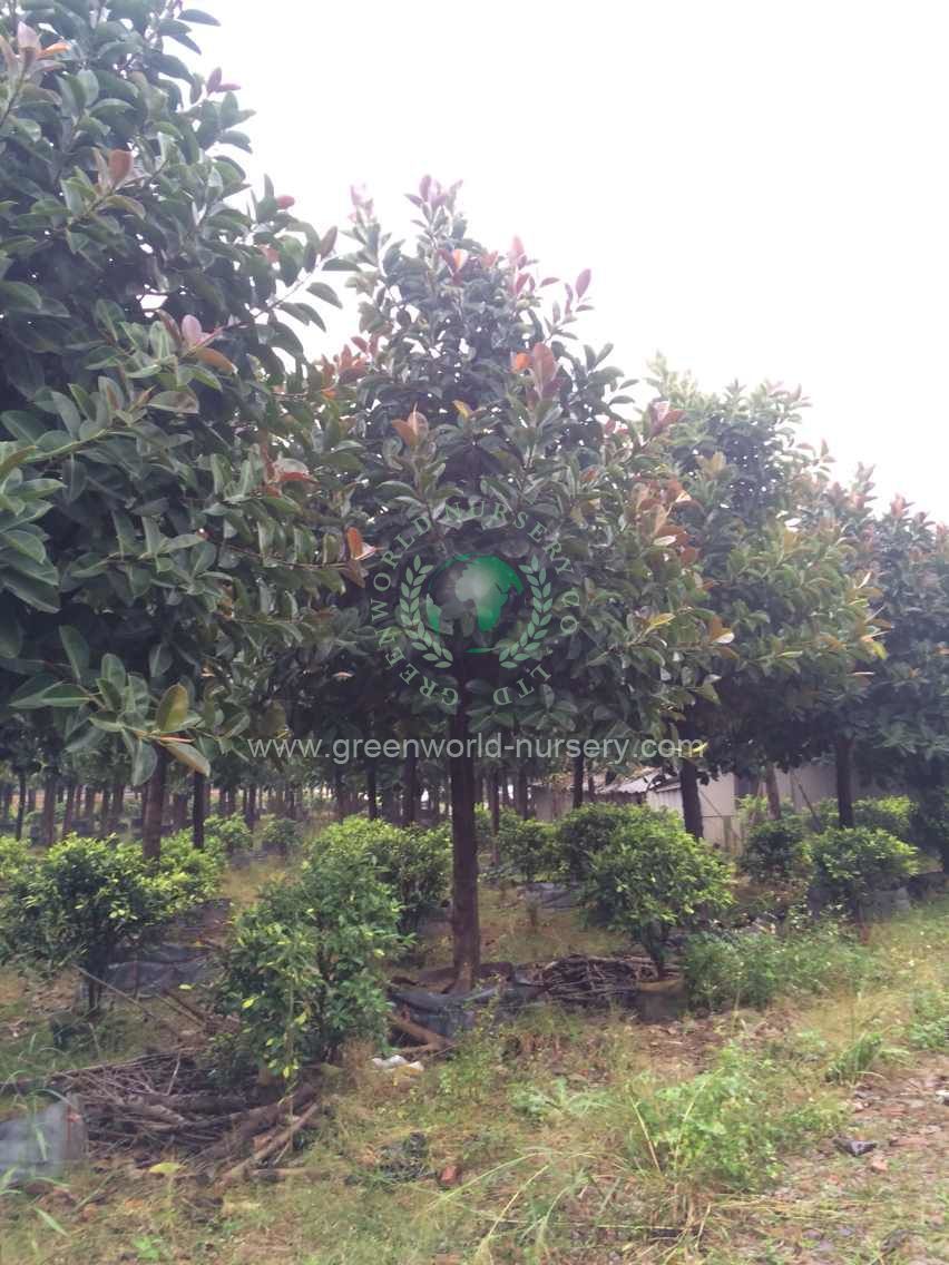 Ficus Elastica Ficus Elastica