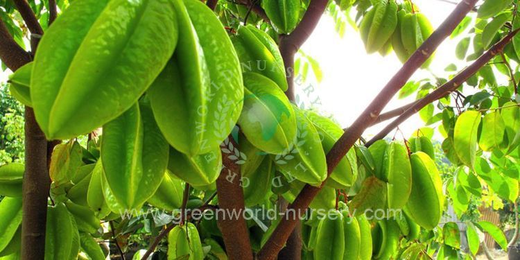 Carambola