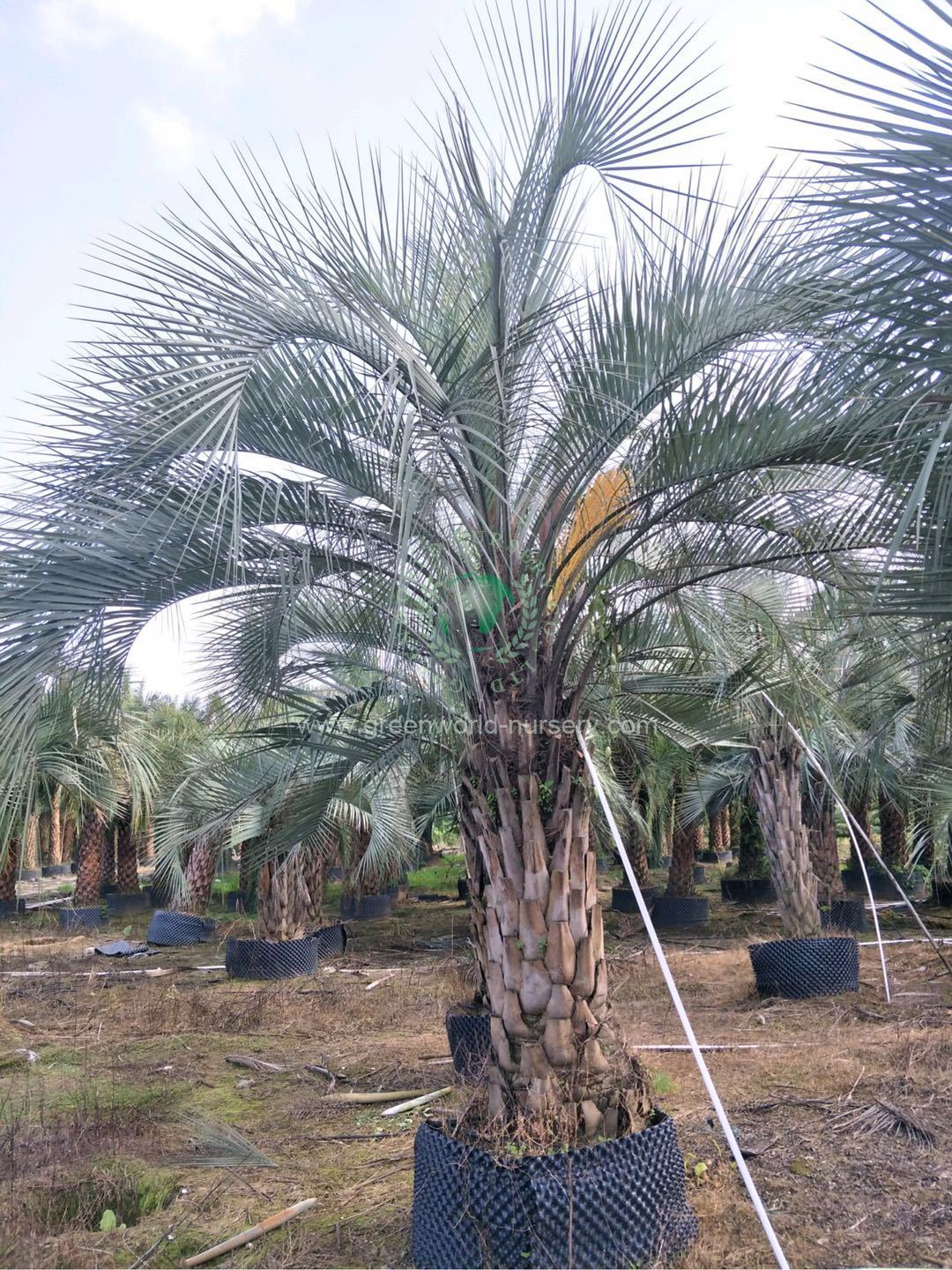 Butia Capitata Butia Capitata