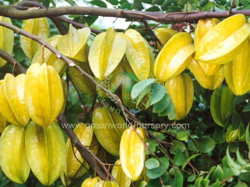 Fruit Trees
