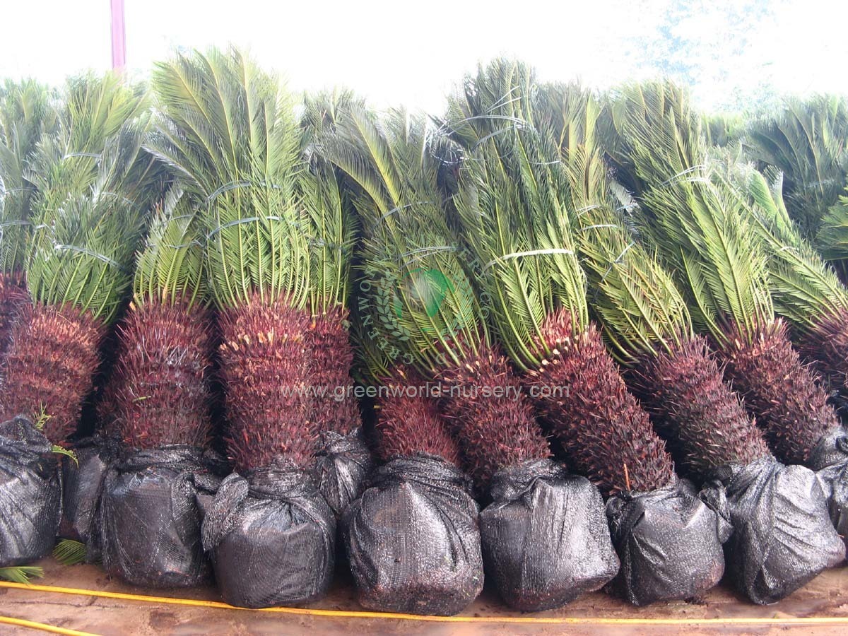 Cycas Revoluta