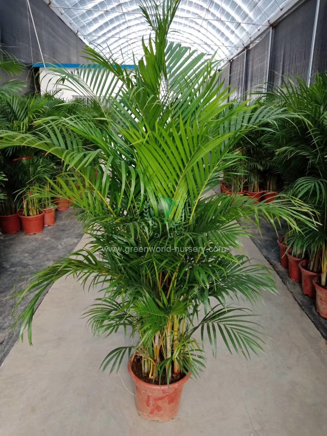 Chrysalidocarpus Lutescens Chrysalidocarpus Lutescens