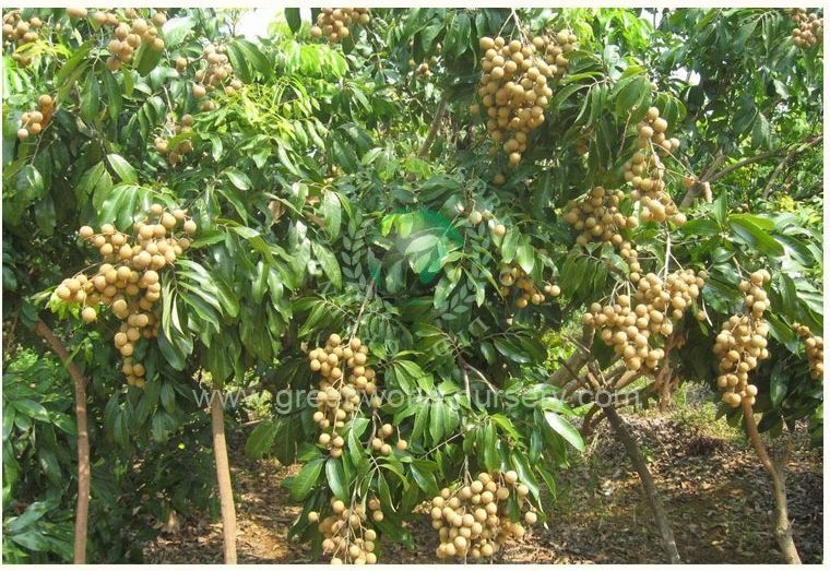 Euphoria Longan Euphoria Longan