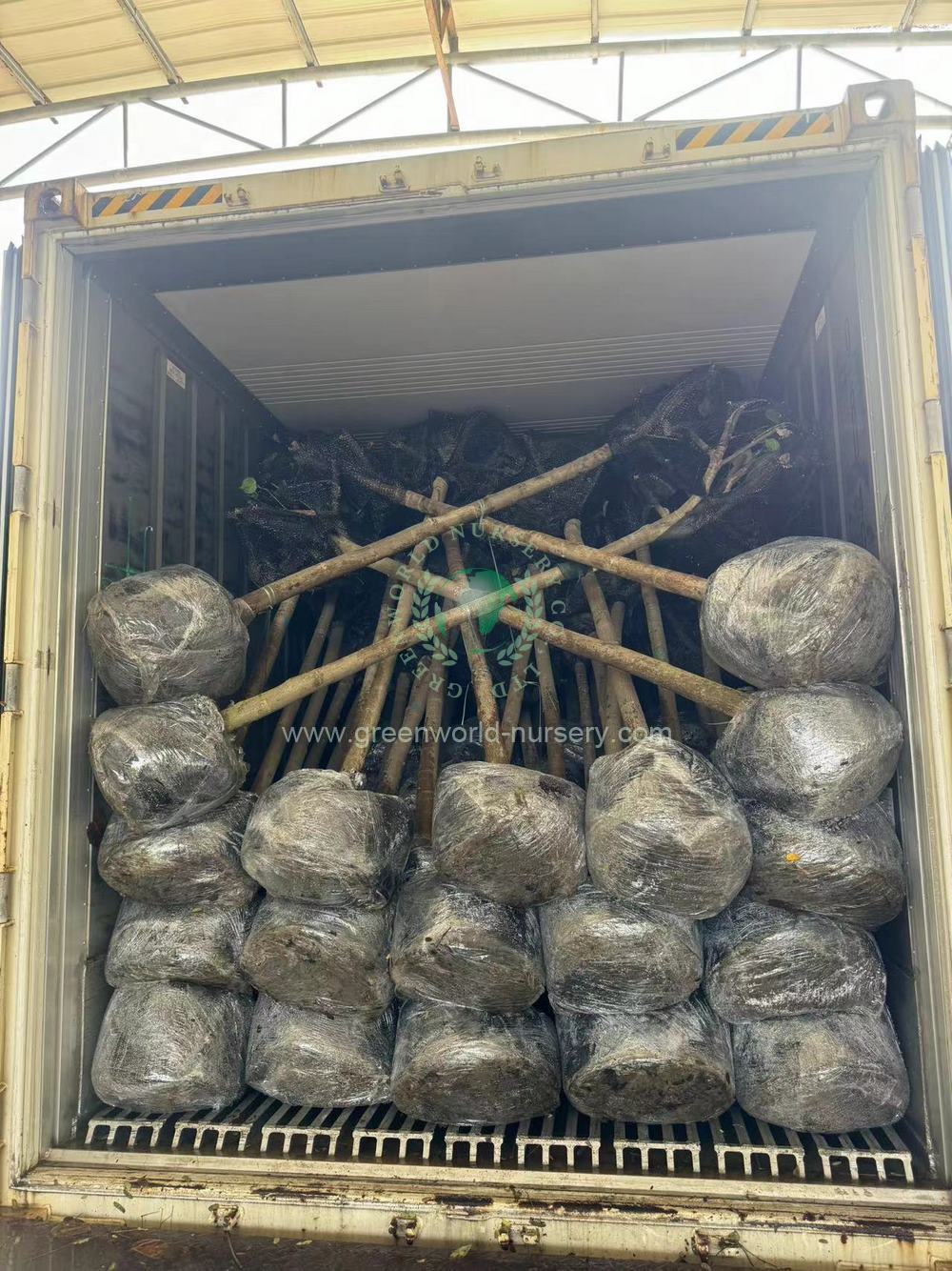 Cassia Glauca Loading