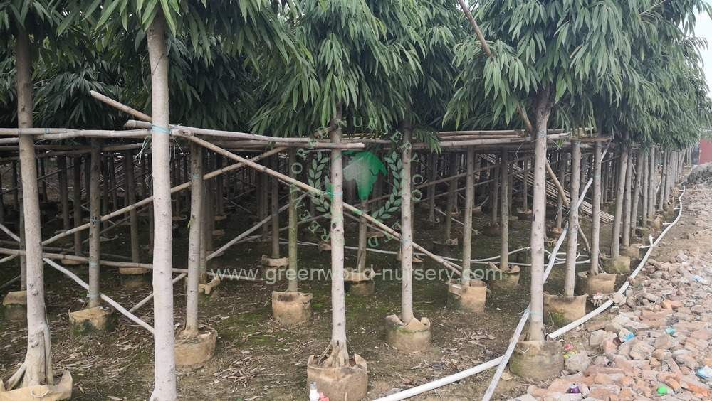 Ficus Binnendijkii Ficus Binnendijkii