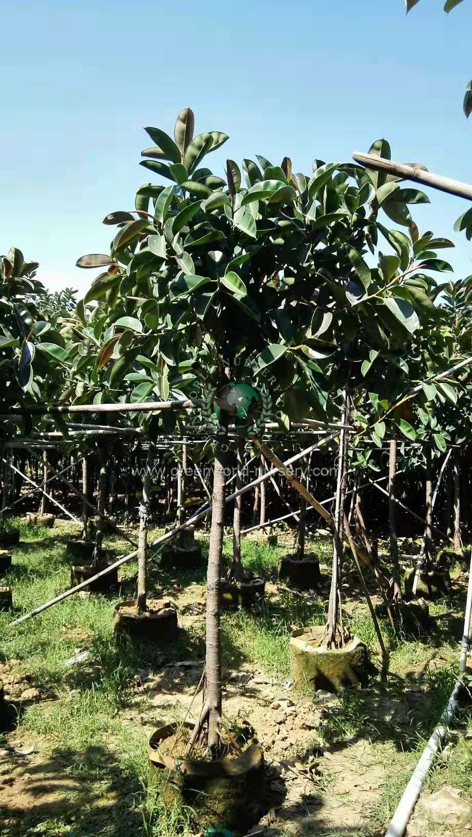 Ficus Elastica Ficus Elastica