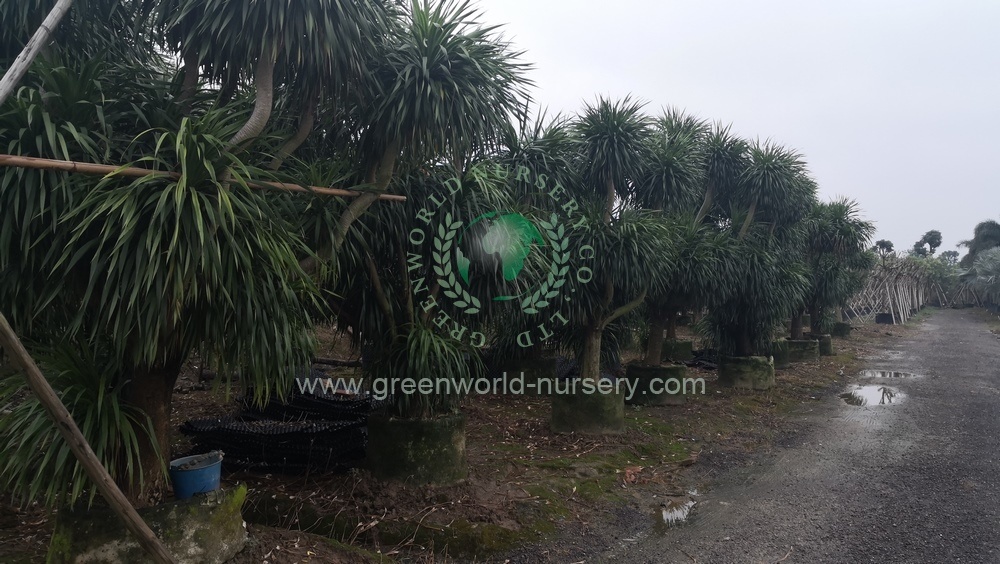 Dracaena Draco Dracaena Draco