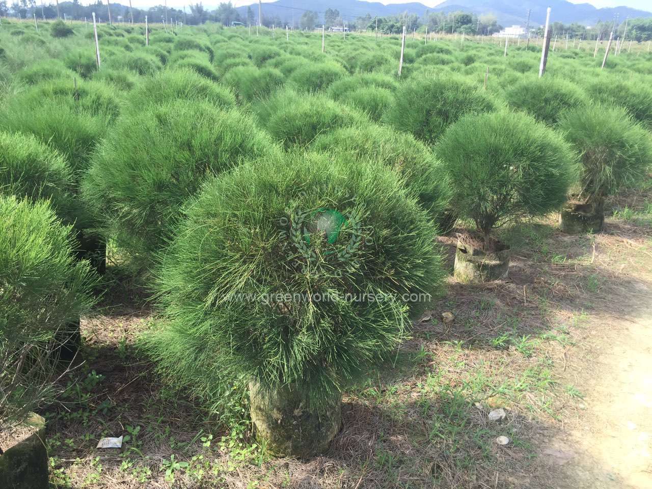 Casuarina Equisetifolia