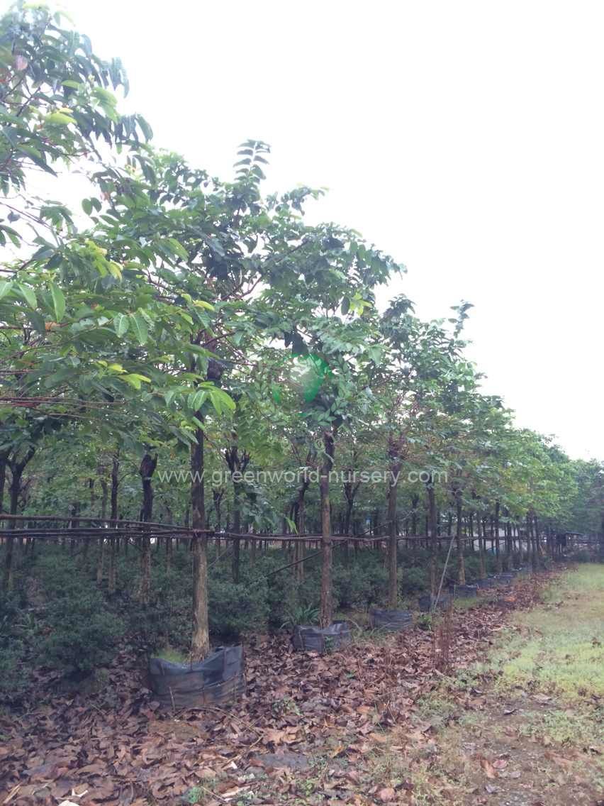 Lagerstroemia Speciosa