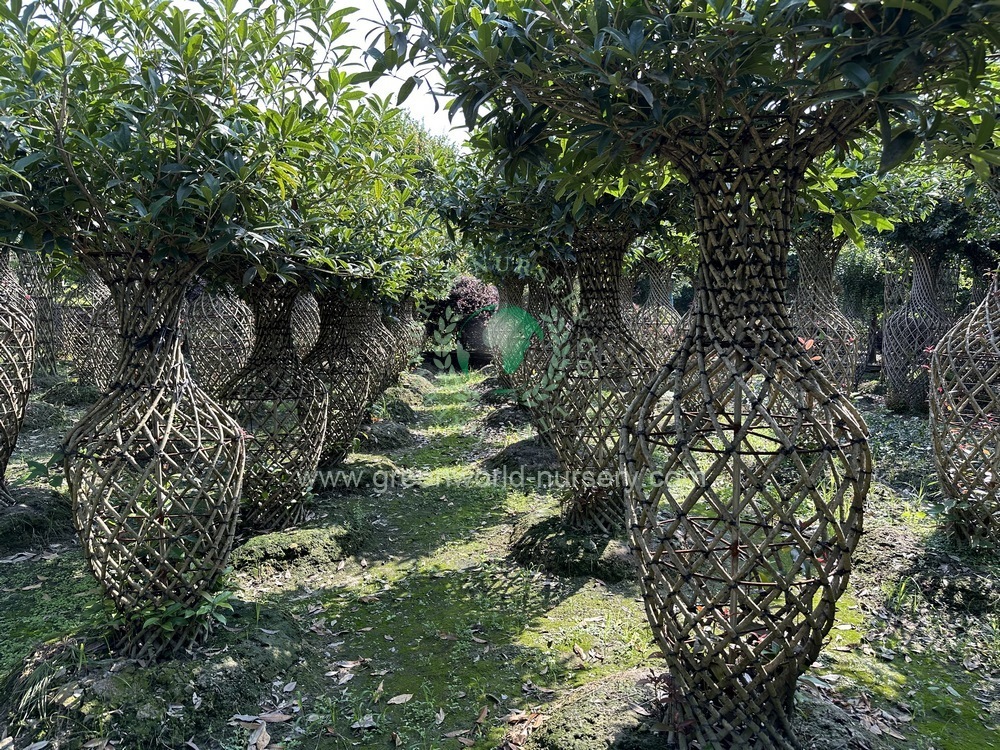 Osmanthus Fragrans