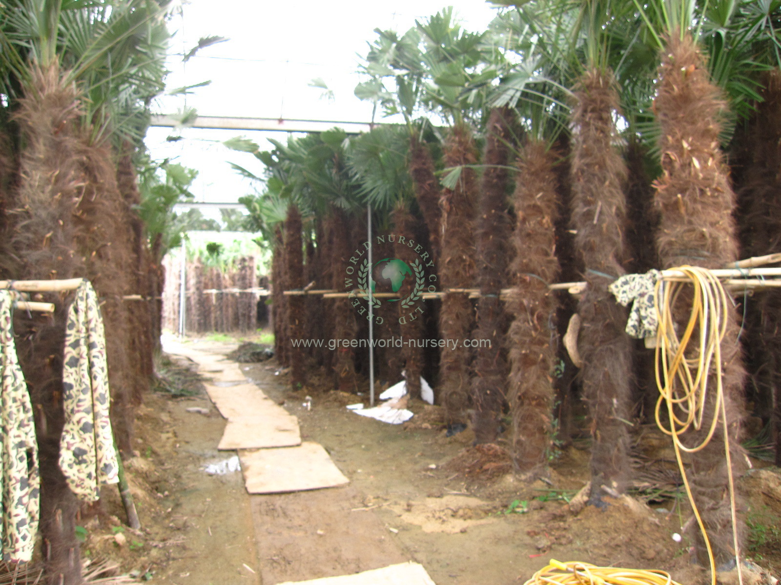 Trachycarpus Fortunei Trachycarpus Fortunei