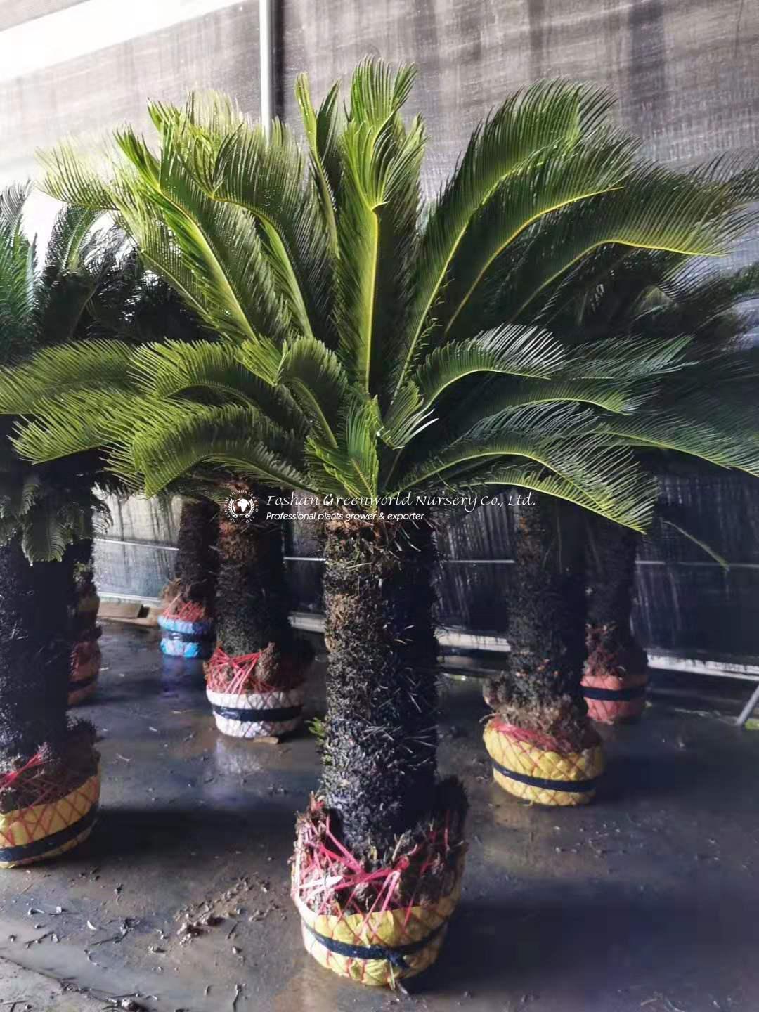 The Fascinating World of Cycas Revoluta: A Guide to the Sago Palm