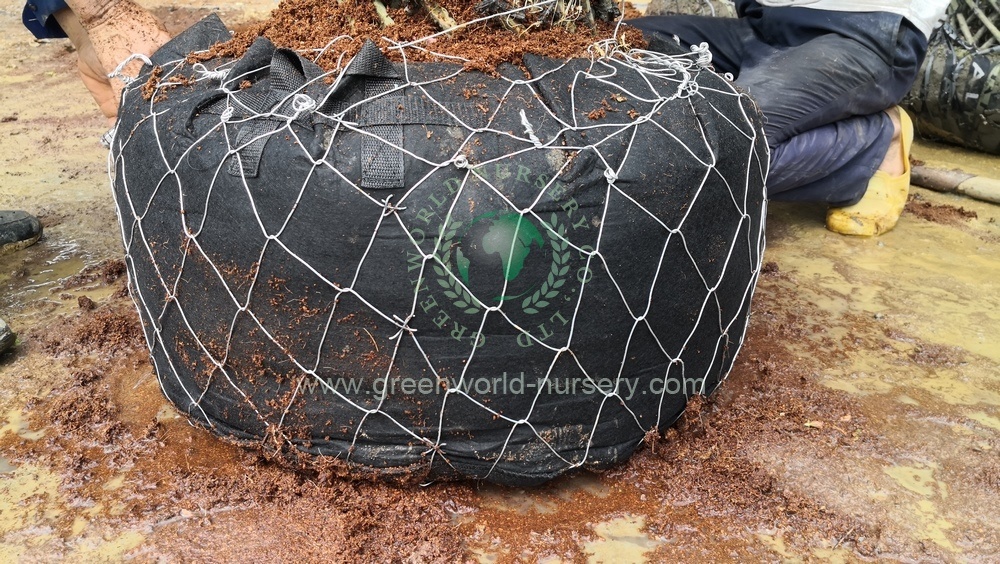 Root Ball Packing