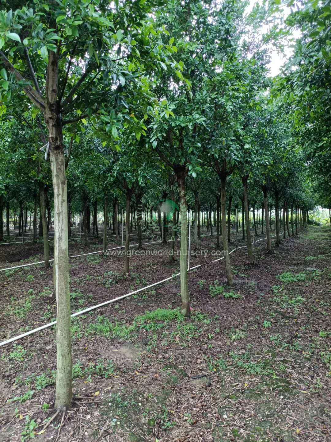 Ficus Nitida Ficus Nitida