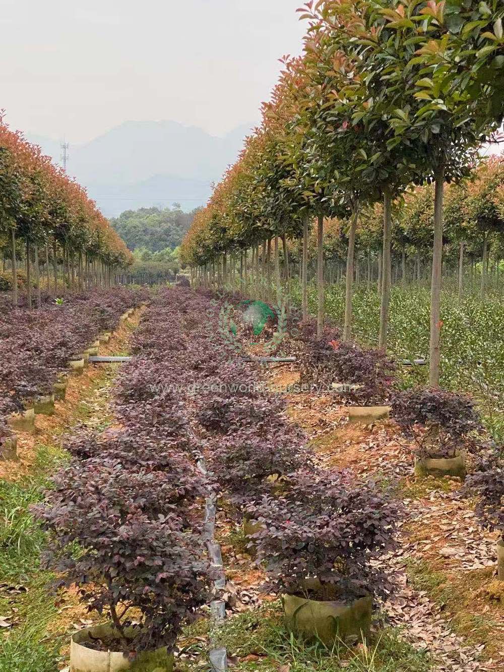 Photinia Serratifolia