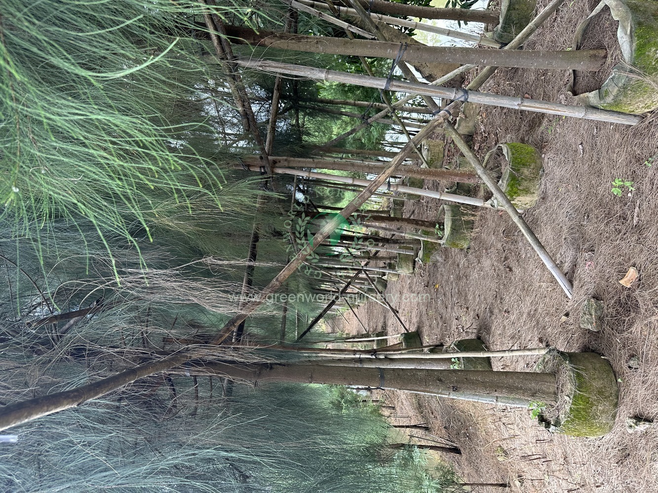 Casuarina Equisetifolia Casuarina Equisetifolia