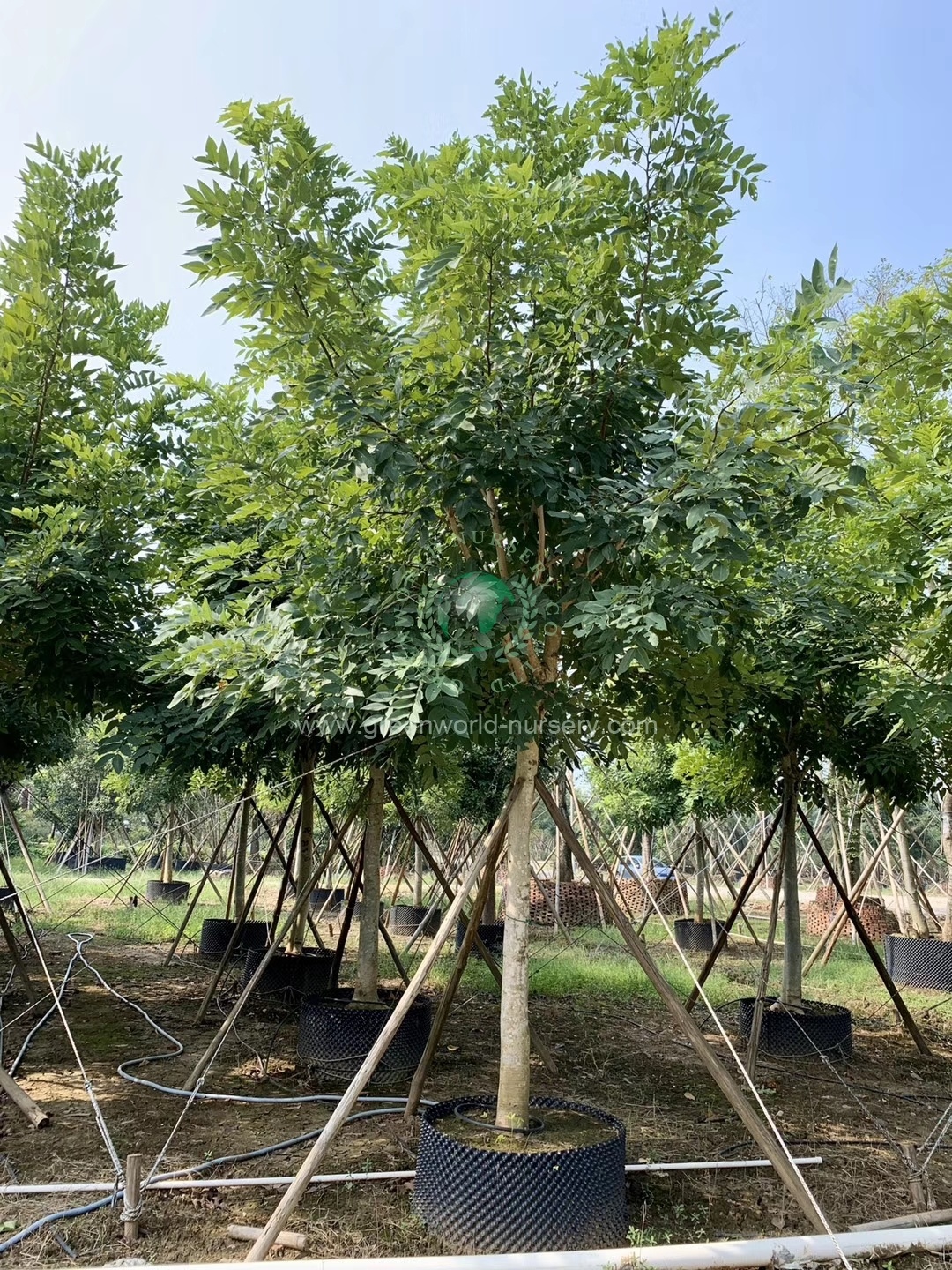 Cassia Fistula Cassia Fistula