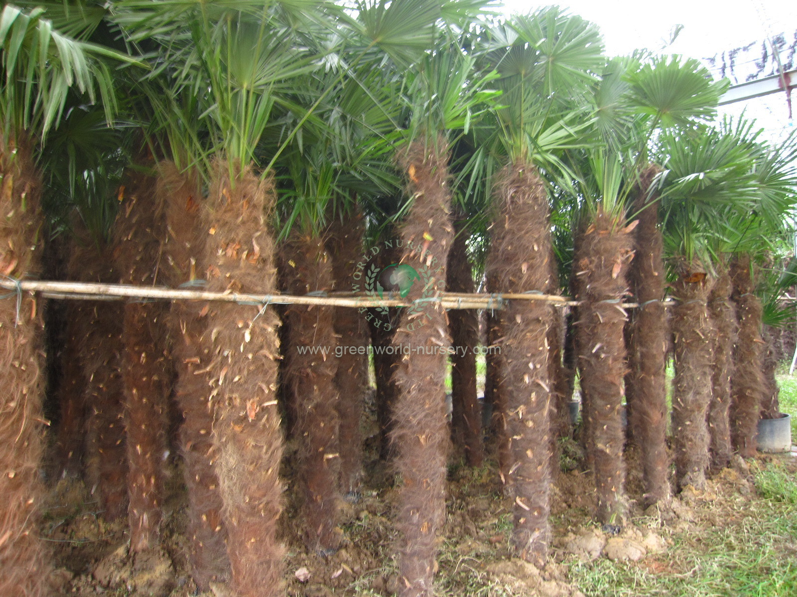 Trachycarpus Fortunei Trachycarpus Fortunei