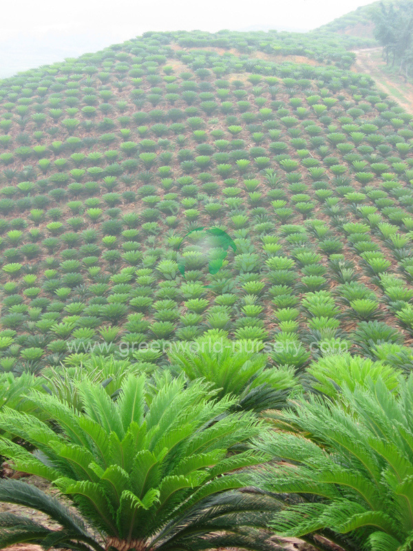 Cycas Revoluta