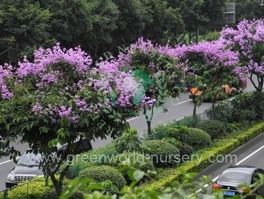 Lagerstroemia Speciosa Lagerstroemia Speciosa