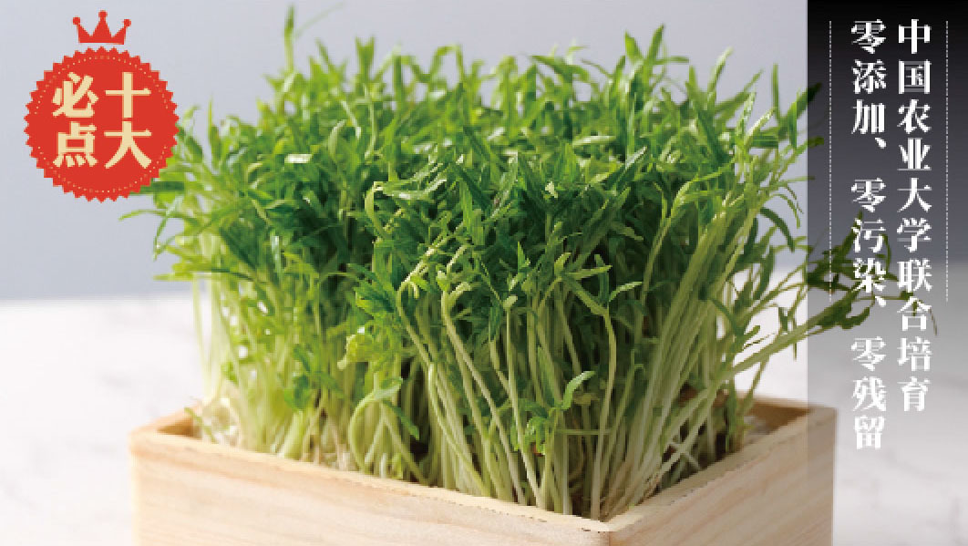 Live spinach seedlings