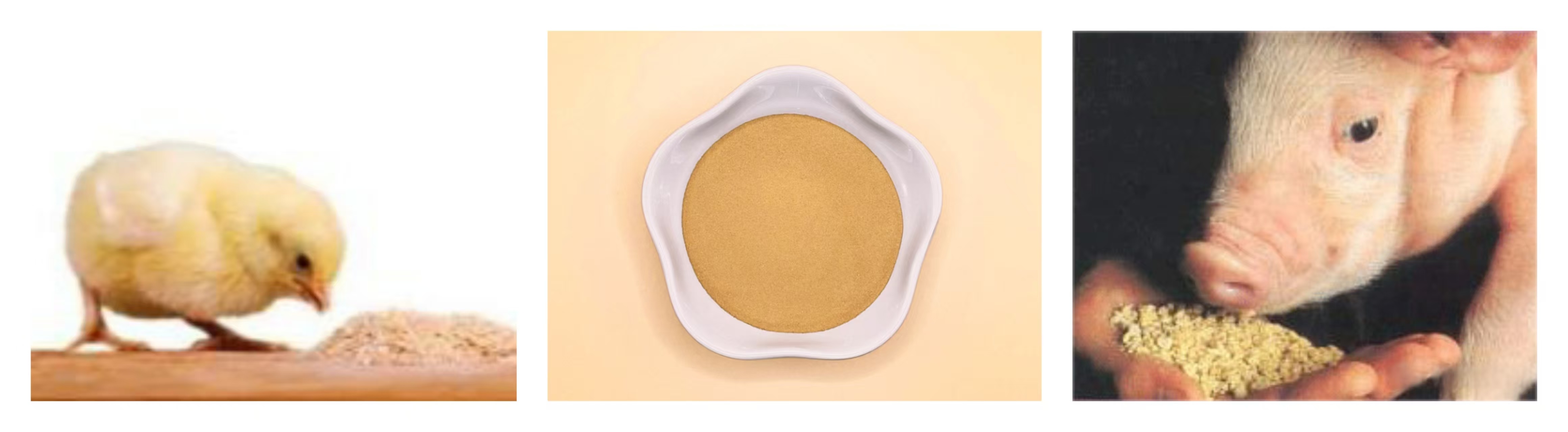 Benefits of Adding Corn Steep Liquor Powder to Feed Fermentation