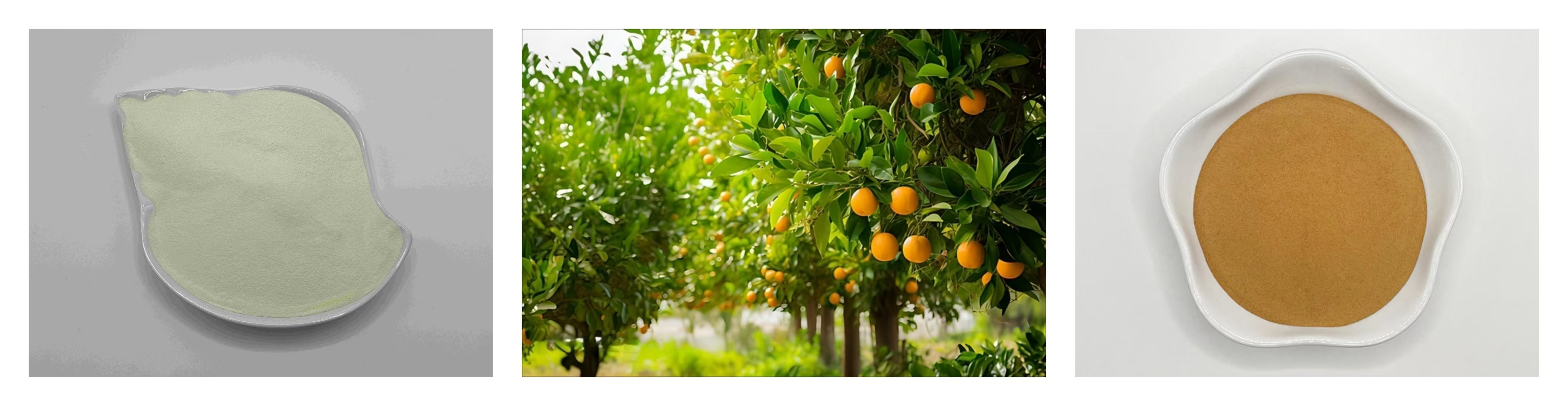 Synergistic application of corn steep liquor powder and amino acid powder in the field of agricultural fertilizers