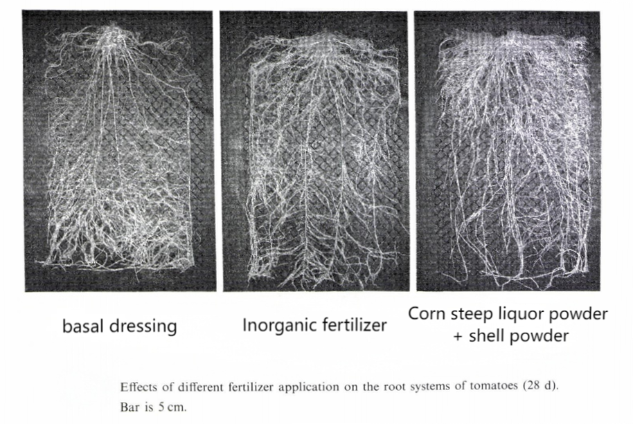 Organic farm: Corn Steep Liquor Powder are promoters of tomato seedling growth