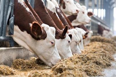 コーンスティープリカー粉：反芻動物のための高品質な栄養補助食品