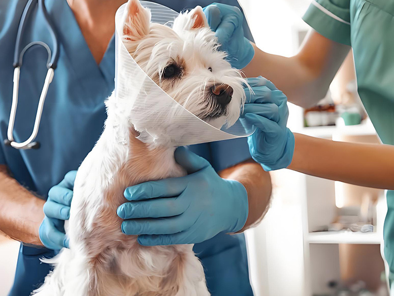 Problemas comunes de resolución de mascotas