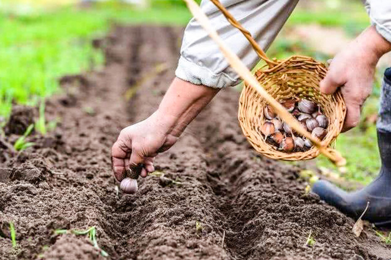 Planting base Planting base