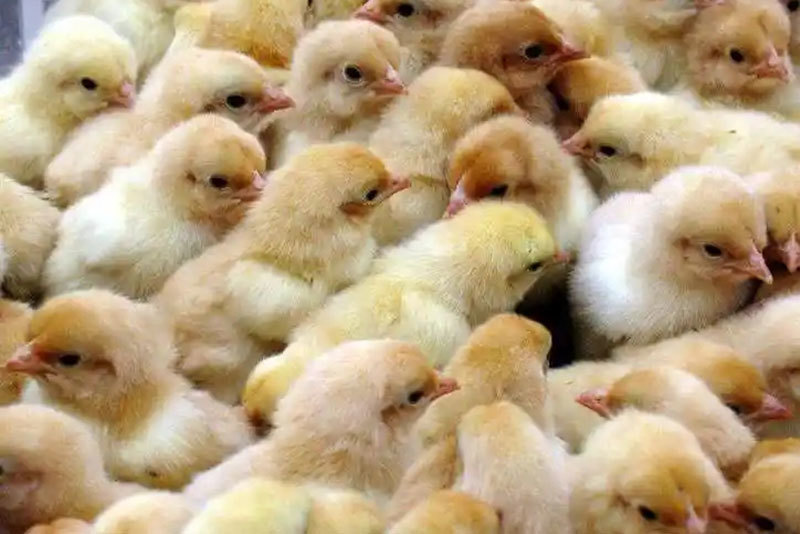 Chicken seedlings