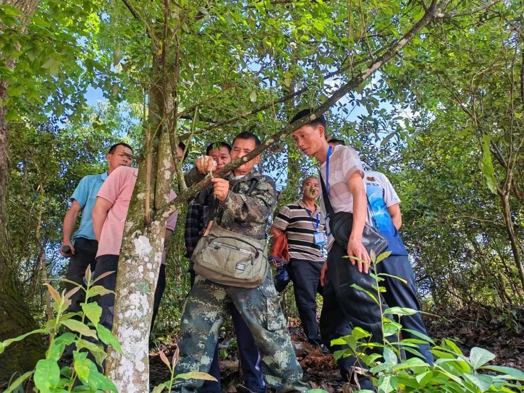 新时代产业工人风采 | 李金辉：从农民到八角种植专家