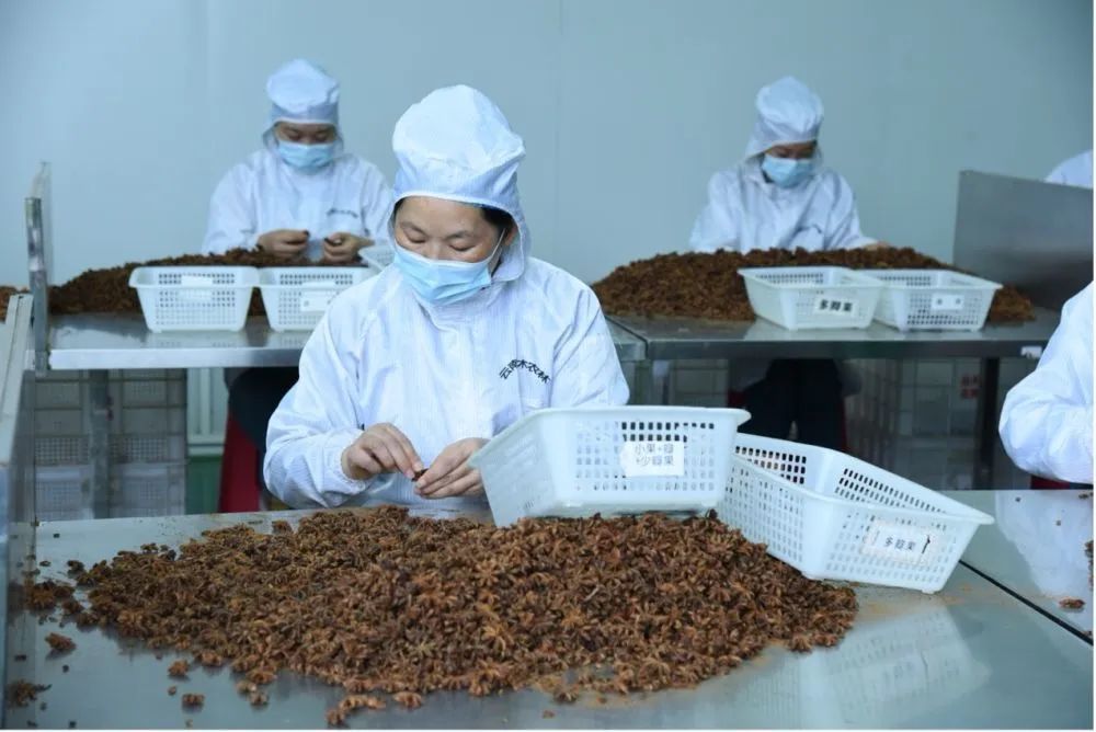 新华社关注富宁八角！老区焕发“新”动能——左右江革命老区振兴见闻