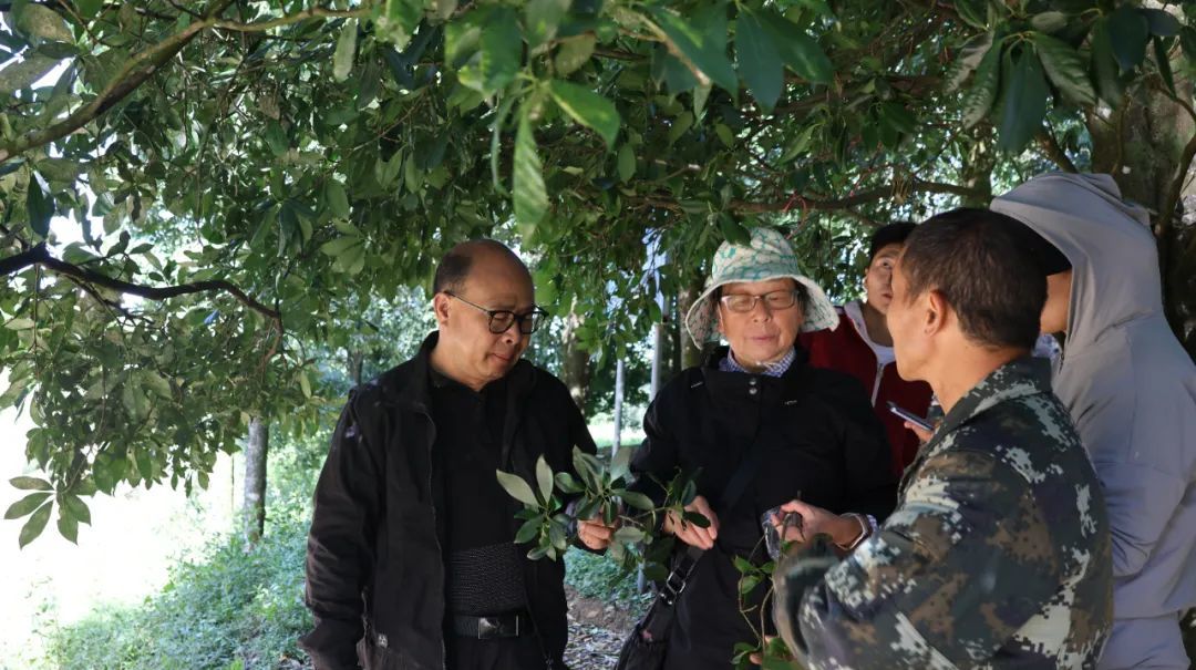 伍建榕教授团队助力八角病虫害防治与栽培 推动产业健康发展